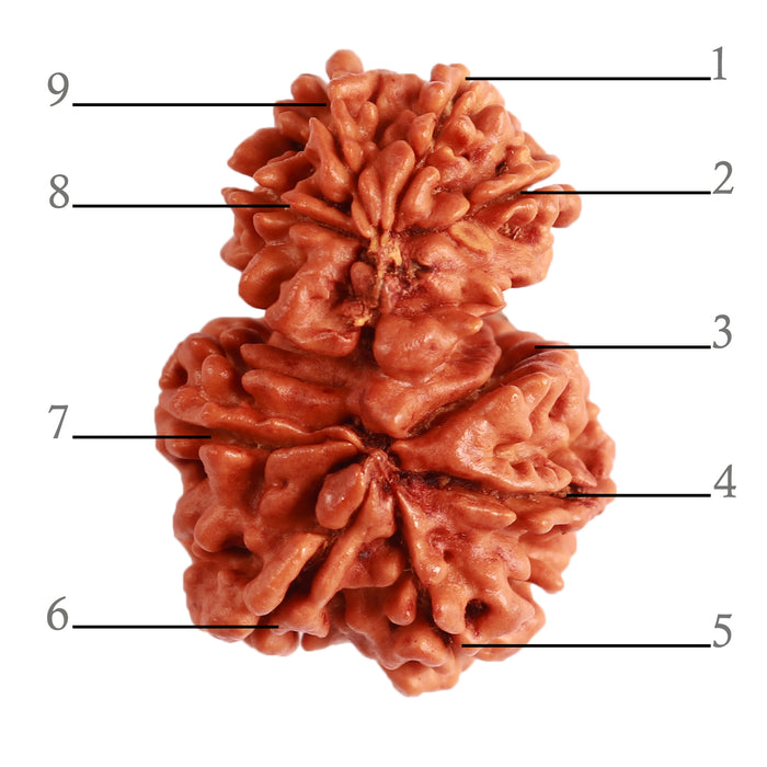 Gaurishanker Nepalese Rudraksha Bead No. - 229