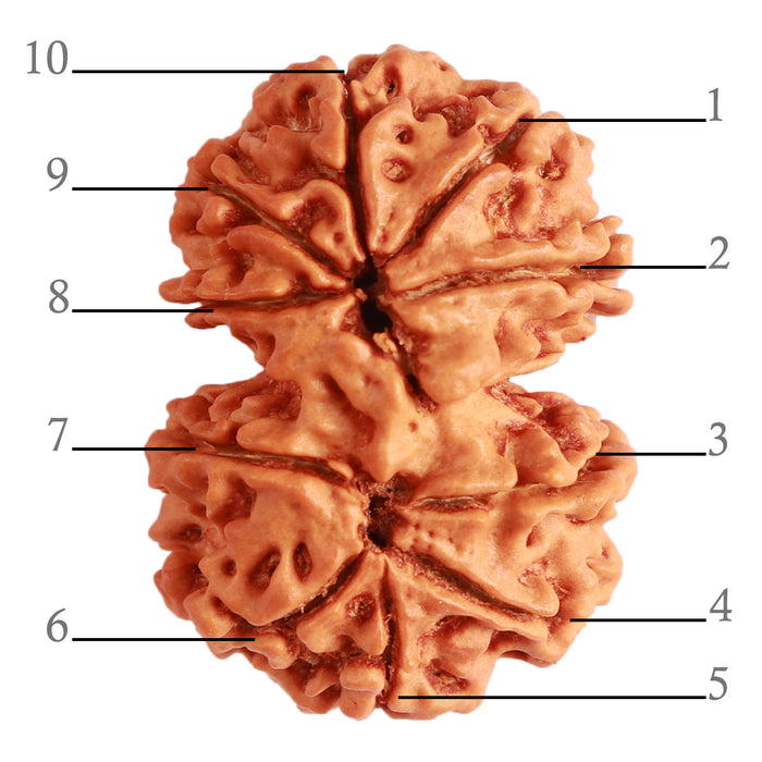 Gaurishanker Nepalese Rudraksha Bead No. - 230