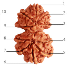 Load image into Gallery viewer, Gaurishanker Nepalese Rudraksha Bead No. - 233

