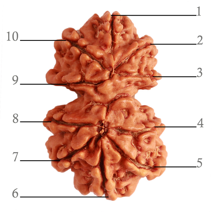 Gaurishanker Nepalese Rudraksha Bead No. - 233