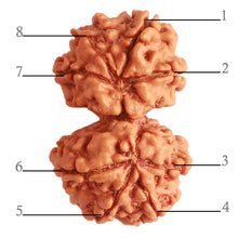 Load image into Gallery viewer, Gaurishanker Nepalese Rudraksha Bead No. - 235
