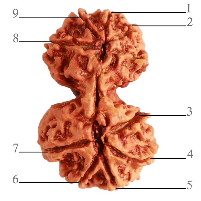 Gaurishanker Nepalese Rudraksha Bead No. - 238