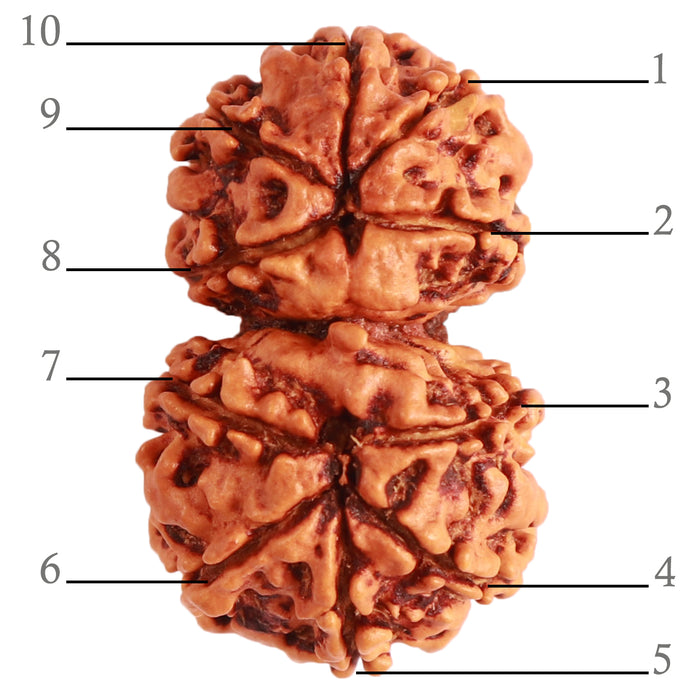 Gaurishanker Nepalese Rudraksha Bead No. - 239