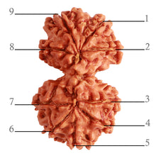 Load image into Gallery viewer, Gaurishanker Nepalese Rudraksha Bead No. - 241

