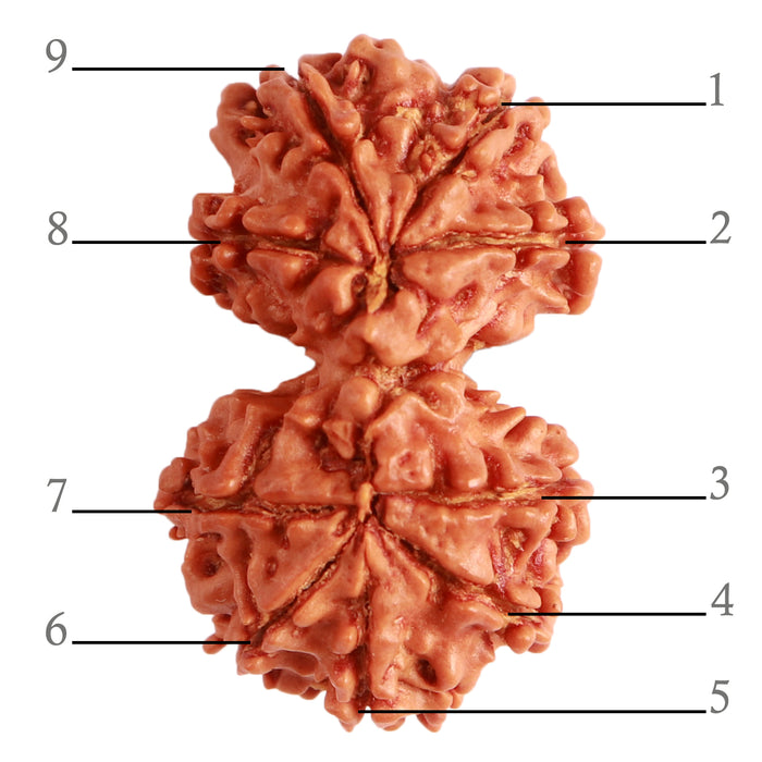Gaurishanker Nepalese Rudraksha Bead No. - 241