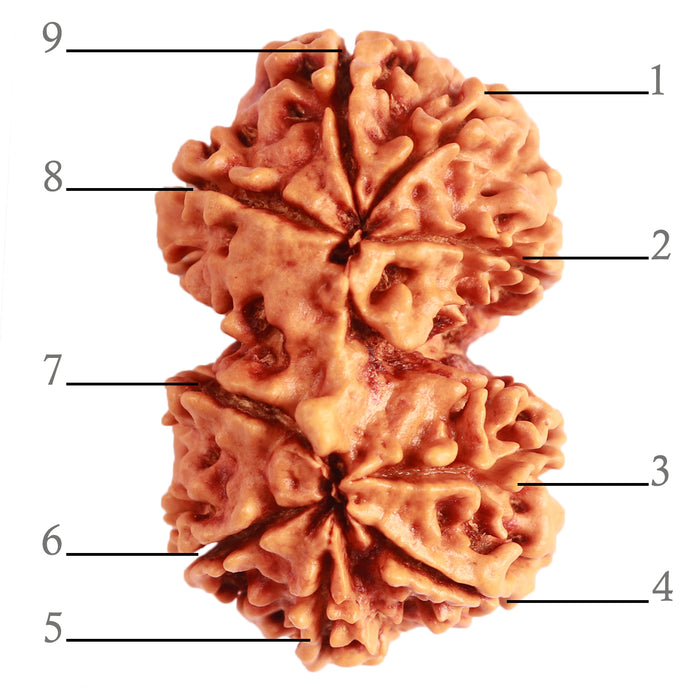 Gaurishanker Nepalese Rudraksha Bead No. - 243