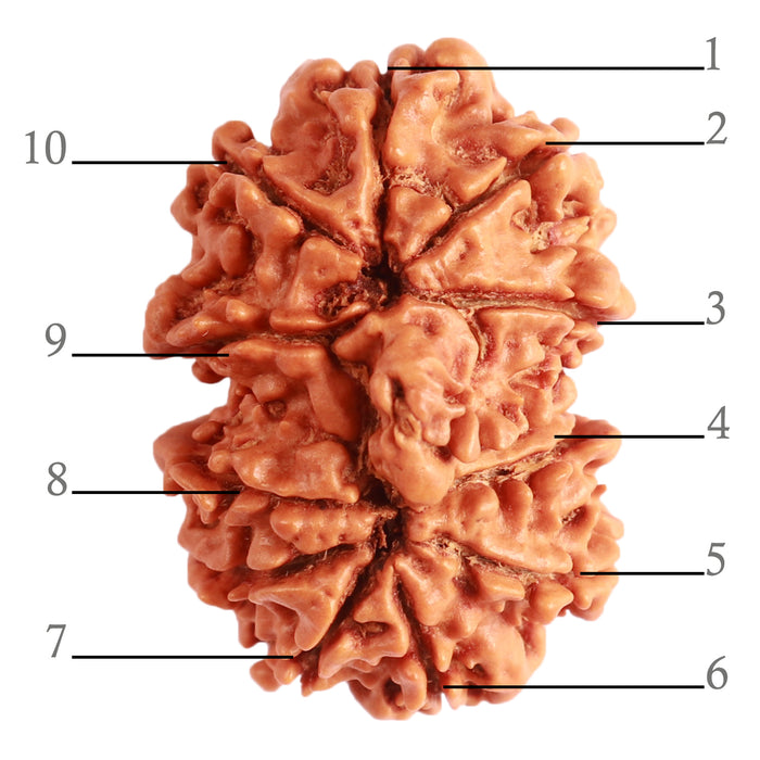 Gaurishanker Nepalese Rudraksha Bead No. - 244