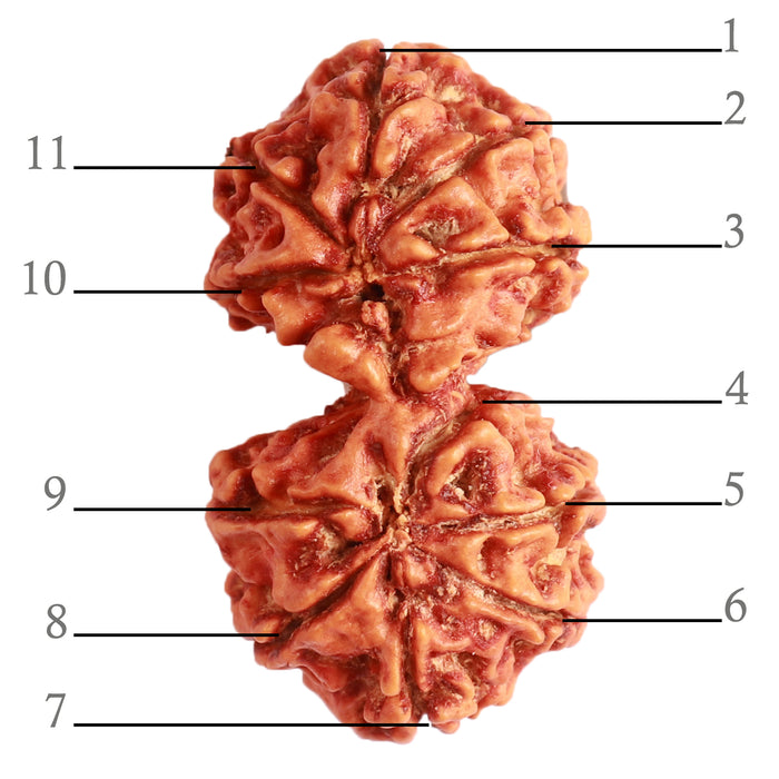 Gaurishanker Nepalese Rudraksha Bead No. - 245