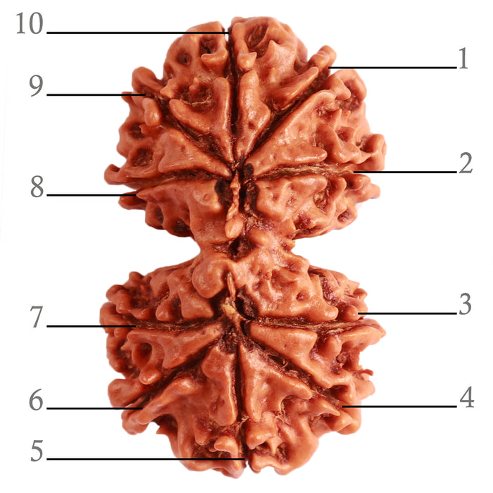 Gaurishanker Nepalese Rudraksha Bead No. - 246