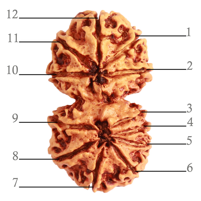 Gaurishanker Nepalese Rudraksha Bead No. - 247