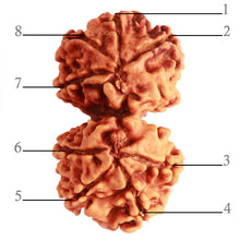 Load image into Gallery viewer, Gaurishanker Nepalese Rudraksha Bead No. - 248
