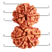 Load image into Gallery viewer, Gaurishanker Nepalese Rudraksha Bead No. - 249
