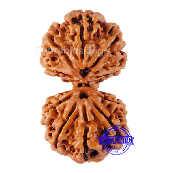 Gaurishanker  Nepalese Rudraksha Bead No. - 126