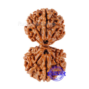 Gaurishanker  Nepalese Rudraksha Bead No. - 130