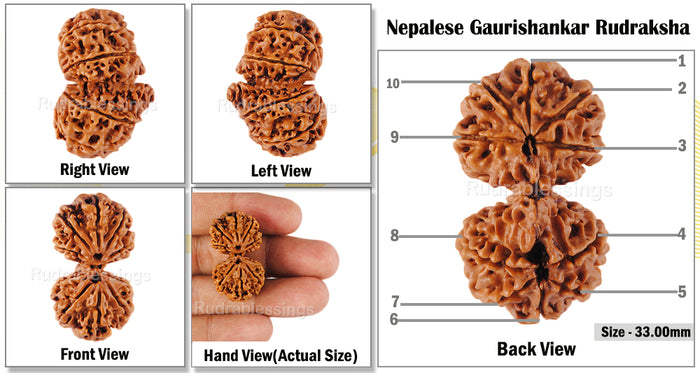 Gaurishanker  Nepalese Rudraksha Bead No. - 126