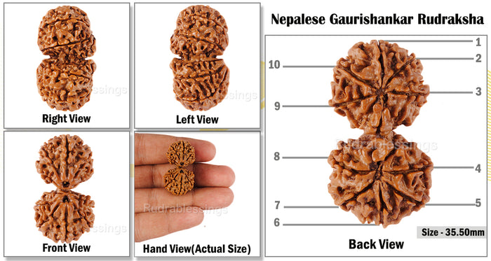 Gaurishanker  Nepalese Rudraksha Bead No. - 130