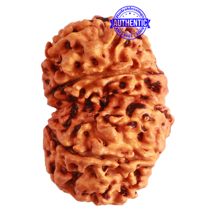 Gaurishanker Nepalese Rudraksha Bead No. - 192
