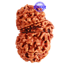 Load image into Gallery viewer, Gaurishanker Nepalese Rudraksha Bead No. - 193
