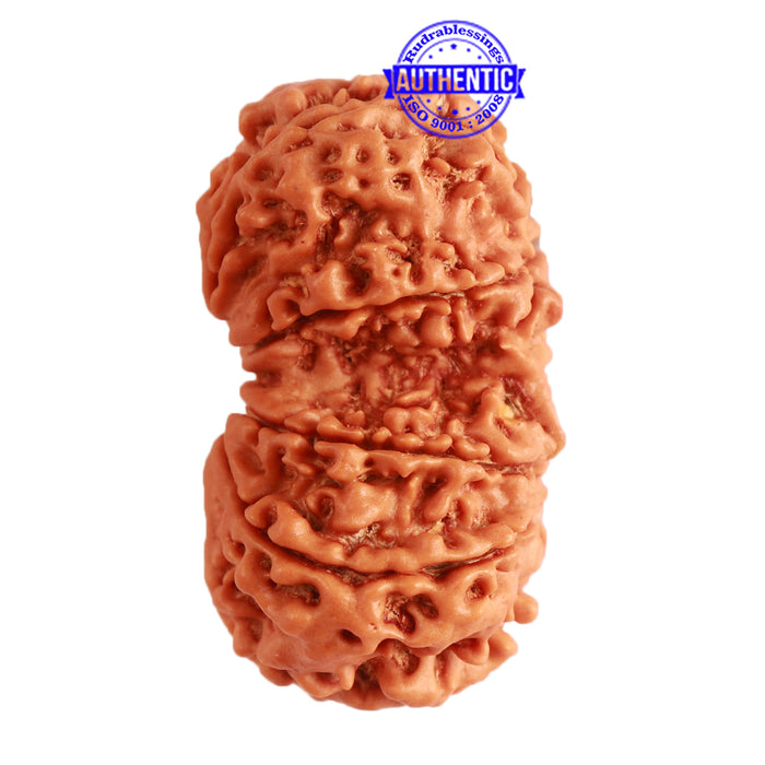 Gaurishanker Nepalese Rudraksha Bead No. - 199