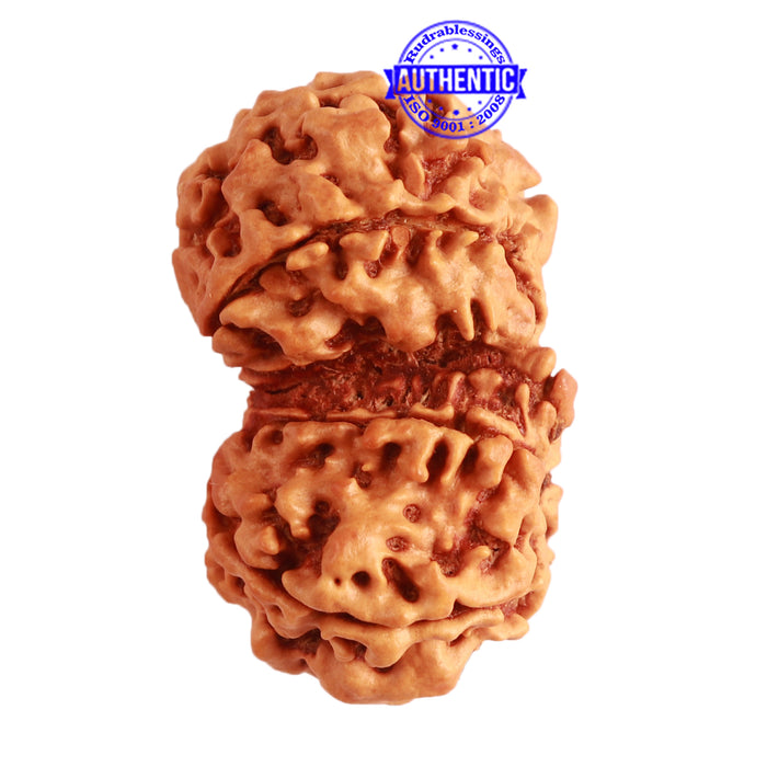 Gaurishanker Nepalese Rudraksha Bead No. - 200