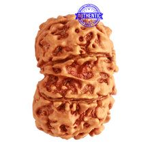 Load image into Gallery viewer, Gaurishanker Nepalese Rudraksha Bead No. - 201
