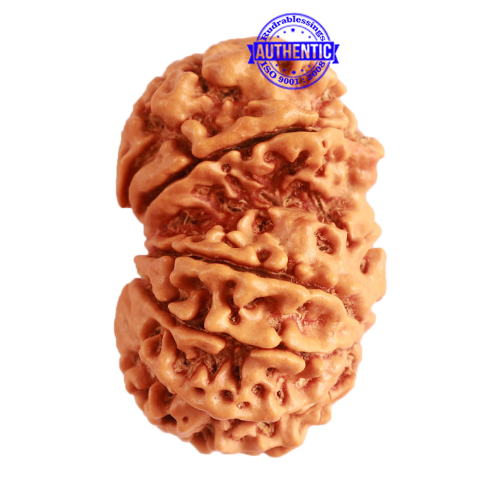 Gaurishanker Nepalese Rudraksha Bead No. - 205