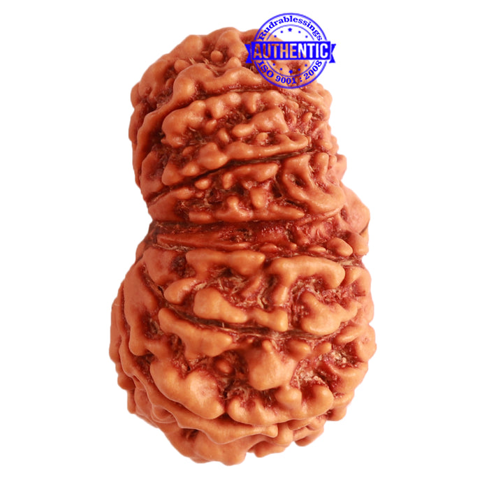 Gaurishanker Nepalese Rudraksha Bead No. - 208