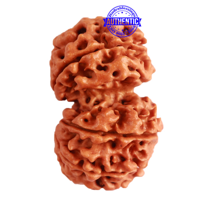 Gaurishanker Nepalese Rudraksha Bead No. - 209