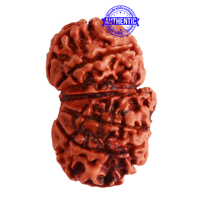 Gaurishanker Nepalese Rudraksha Bead No. - 212