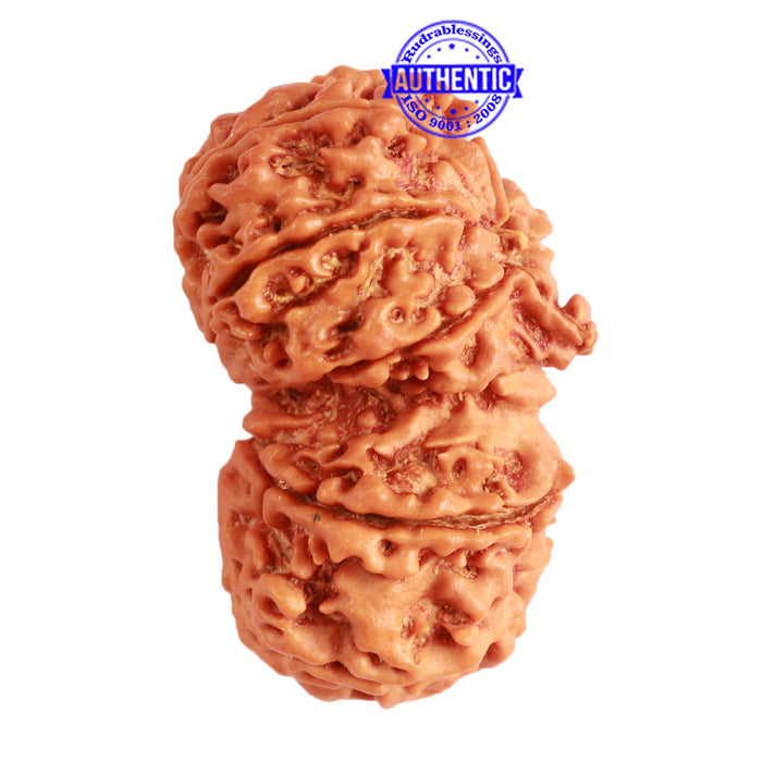 Gaurishanker Nepalese Rudraksha Bead No. - 218