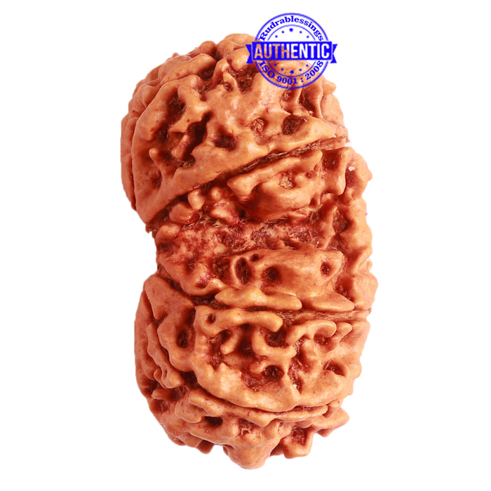 Gaurishanker Nepalese Rudraksha Bead No. - 219