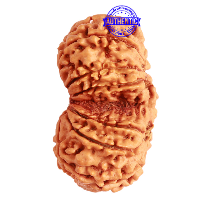 Gaurishanker Nepalese Rudraksha Bead No. - 221