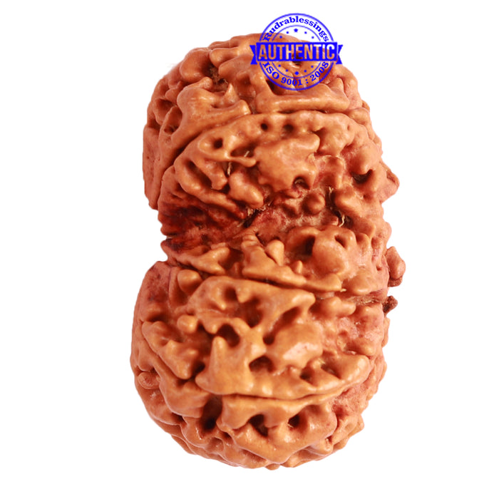 Gaurishanker Nepalese Rudraksha Bead No. - 222