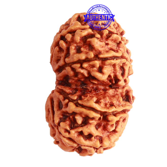 Gaurishanker Nepalese Rudraksha Bead No. - 223