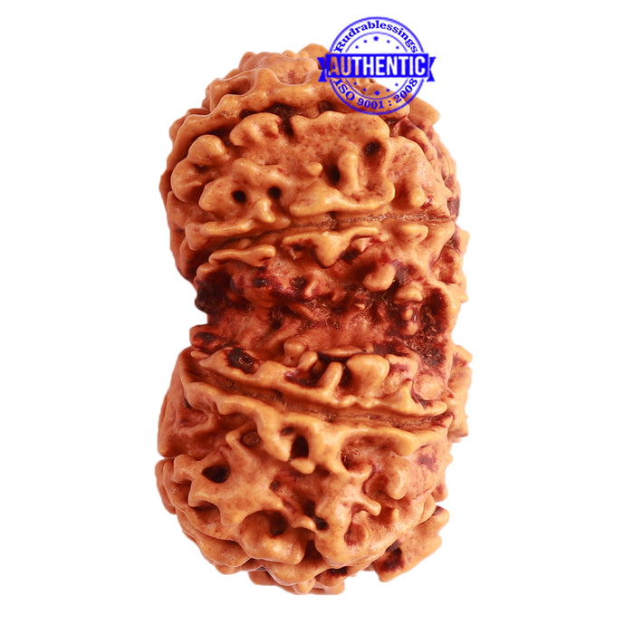 Gaurishanker Nepalese Rudraksha Bead No. - 224
