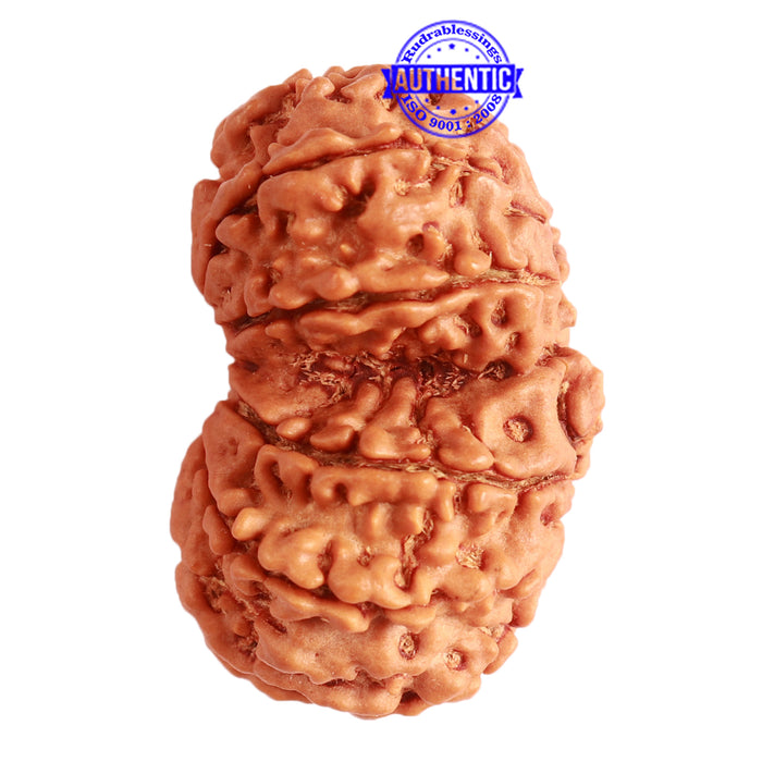Gaurishanker Nepalese Rudraksha Bead No. - 225