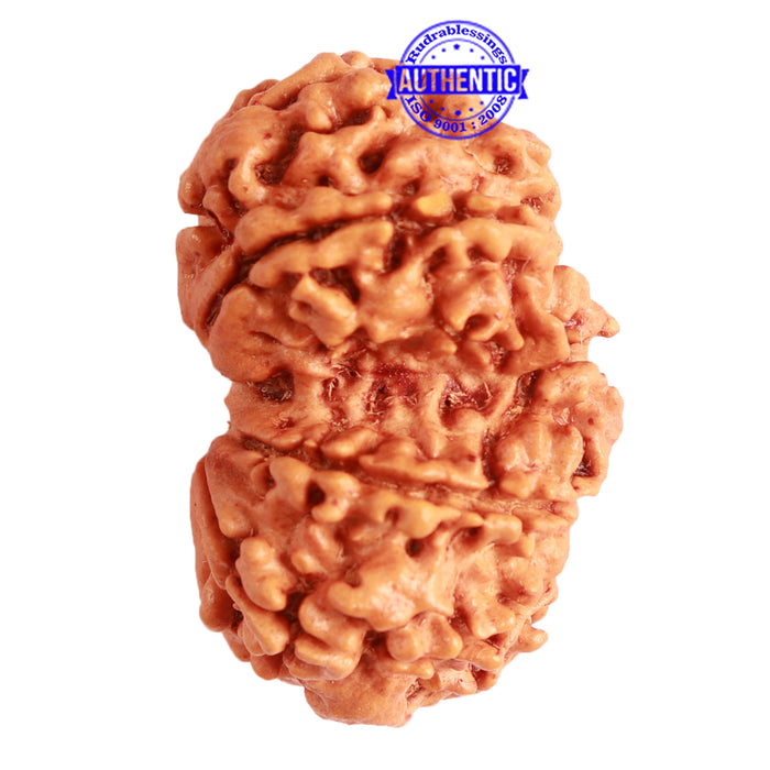 Gaurishanker Nepalese Rudraksha Bead No. - 226