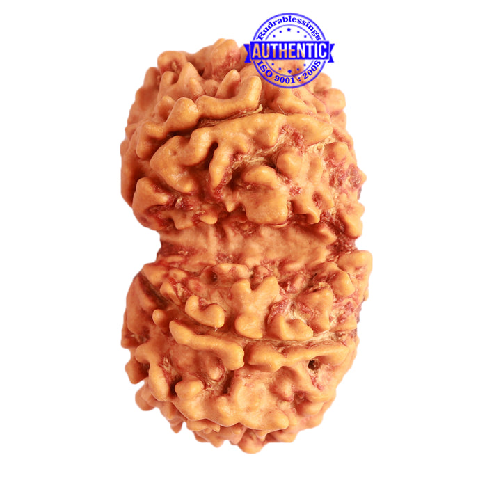 Gaurishanker Nepalese Rudraksha Bead No. - 227