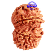 Load image into Gallery viewer, Gaurishanker Nepalese Rudraksha Bead No. - 228
