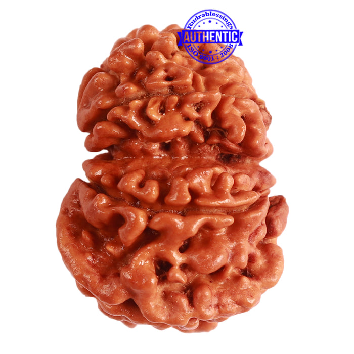 Gaurishanker Nepalese Rudraksha Bead No. - 229