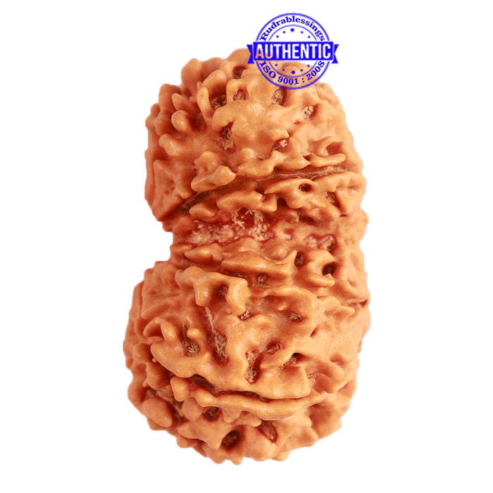 Gaurishanker Nepalese Rudraksha Bead No. - 231