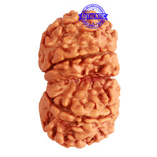 Load image into Gallery viewer, Gaurishanker Nepalese Rudraksha Bead No. - 235
