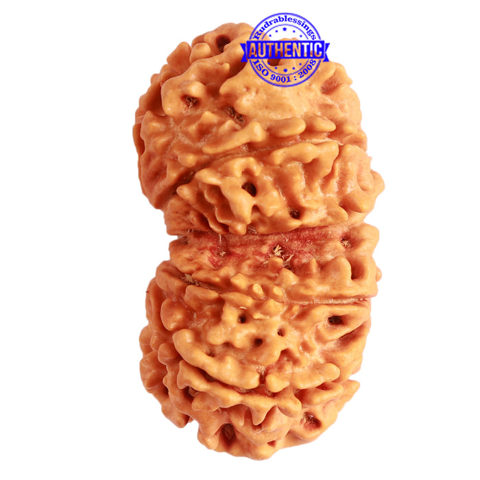 Gaurishanker Nepalese Rudraksha Bead No. - 236