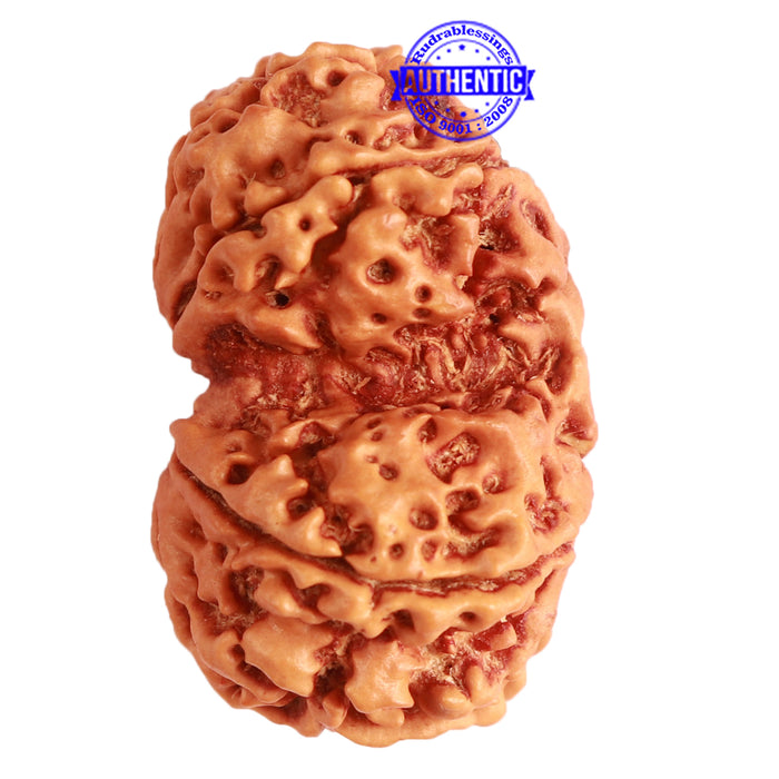 Gaurishanker Nepalese Rudraksha Bead No. - 238