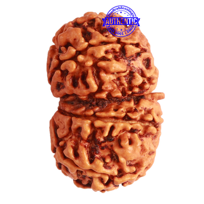 Gaurishanker Nepalese Rudraksha Bead No. - 239