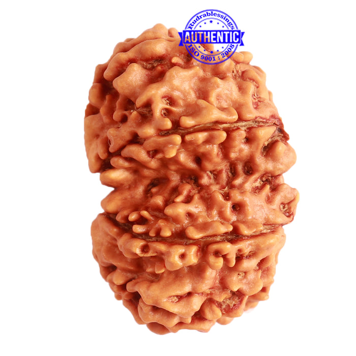 Gaurishanker Nepalese Rudraksha Bead No. - 240