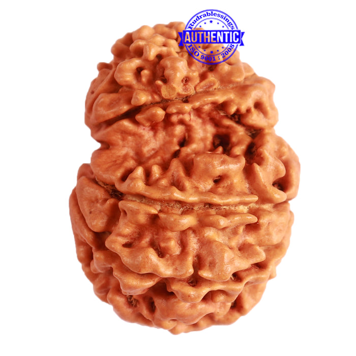 Gaurishanker Nepalese Rudraksha Bead No. - 242