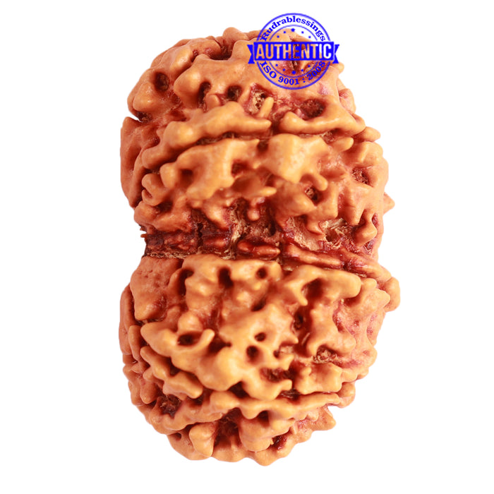 Gaurishanker Nepalese Rudraksha Bead No. - 243