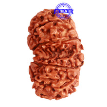 Load image into Gallery viewer, Gaurishanker Nepalese Rudraksha Bead No. - 246

