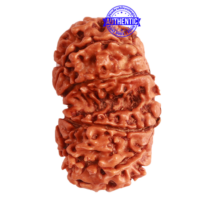 Gaurishanker Nepalese Rudraksha Bead No. - 246